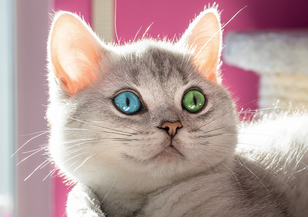 Heterokrómia (heterochromia) a cicáknál, macskáknál