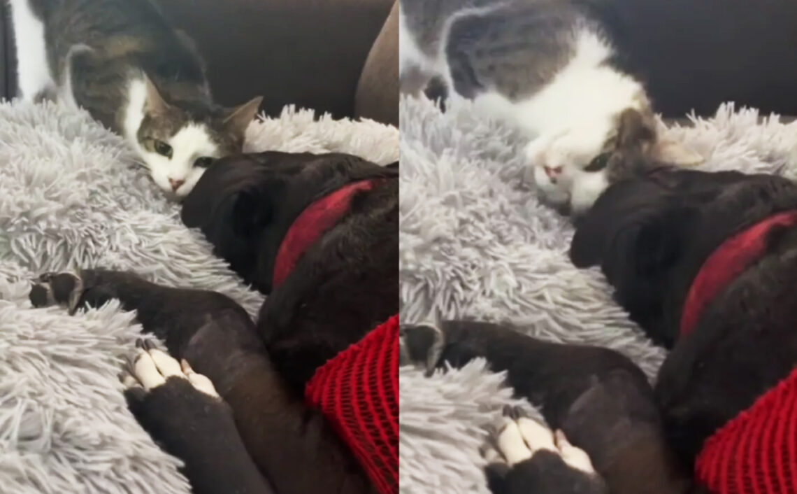 macska búcsúzik a kutyától videóban