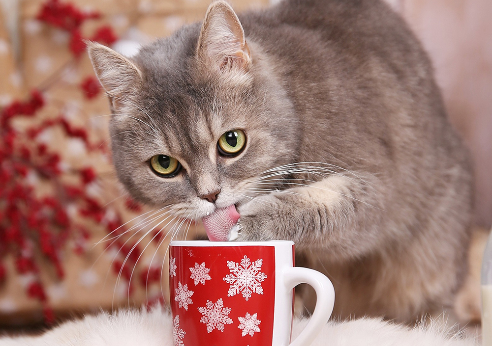 Karácsonyi cicavacsora – 4 lenyűgöző macskaeledel recept ízletes halakkal