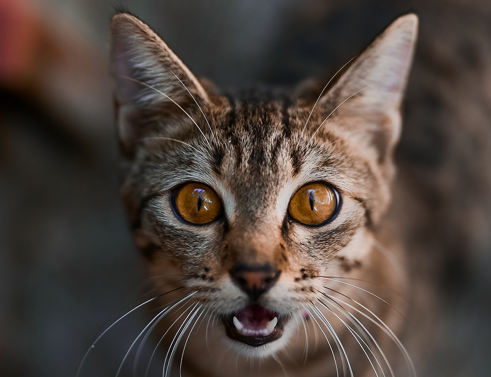 A macskák kommunikációja és testbeszéde – Értsd meg mit próbál neked elmondani a cicád!