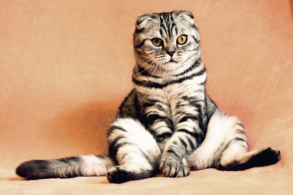 A macskák személyiségének 5 típusa – Melyik a Te cicádé?