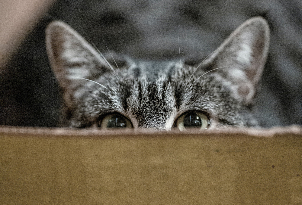 Bújócska bajnok macskák – A rejtőzködés nagymesterei képekben és videókon!