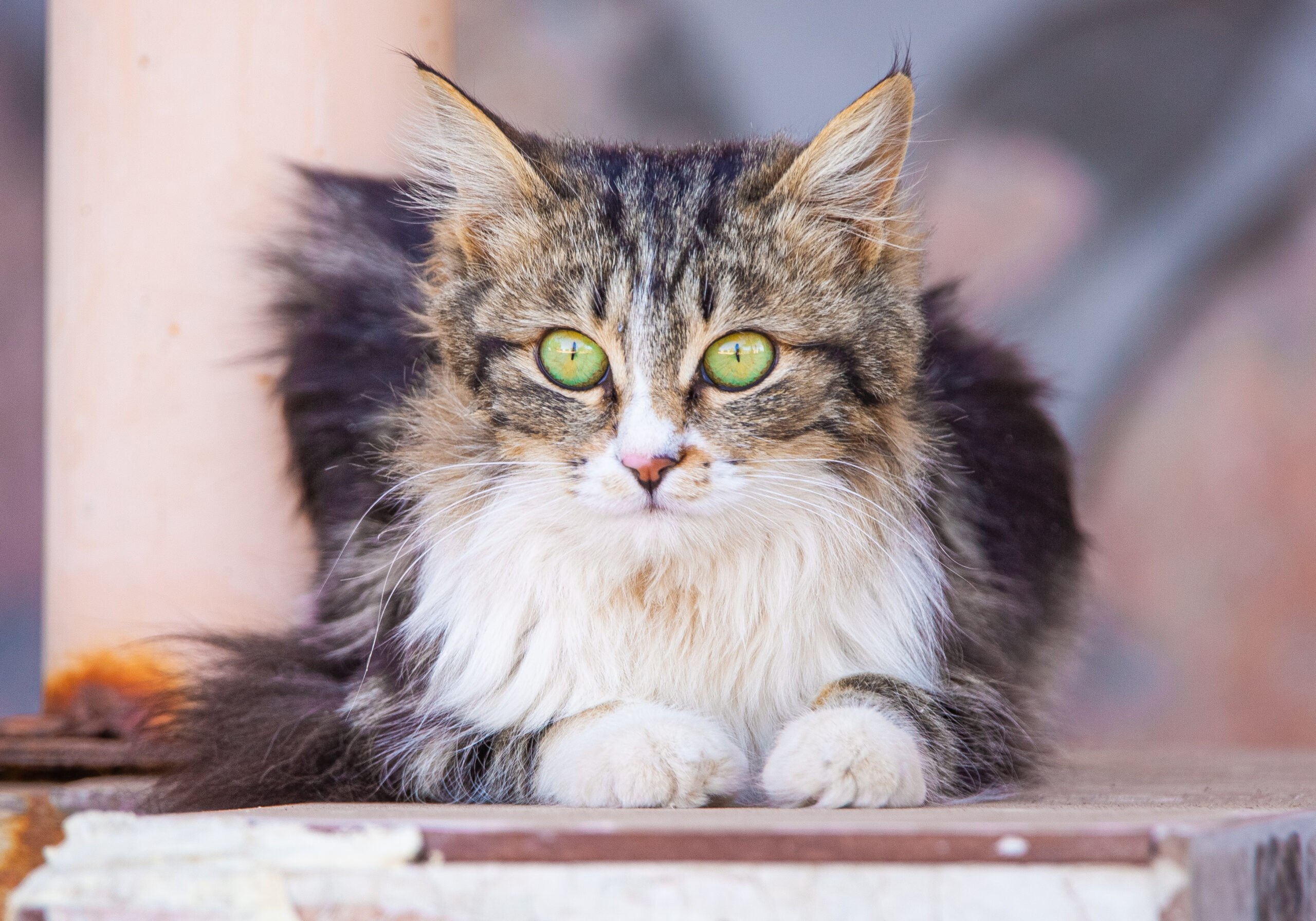 Mit kell tudni a vesebeteg macskák táplálásáról? – Tippek és trükkök