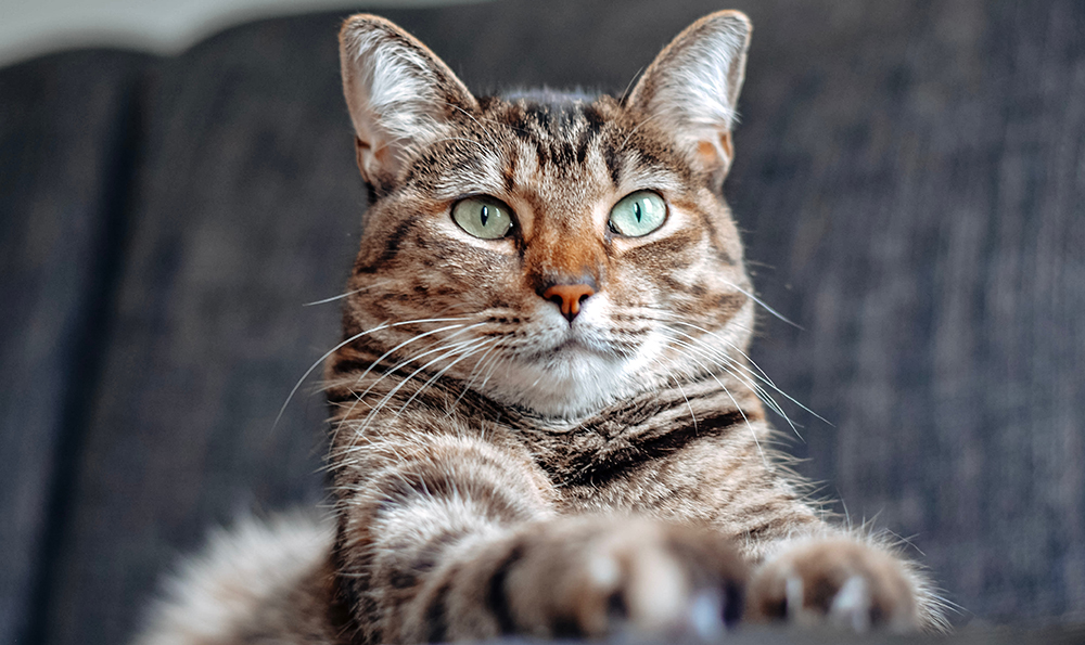 12 szórakoztató tény a cirmos macskákról, amit imádni fogsz