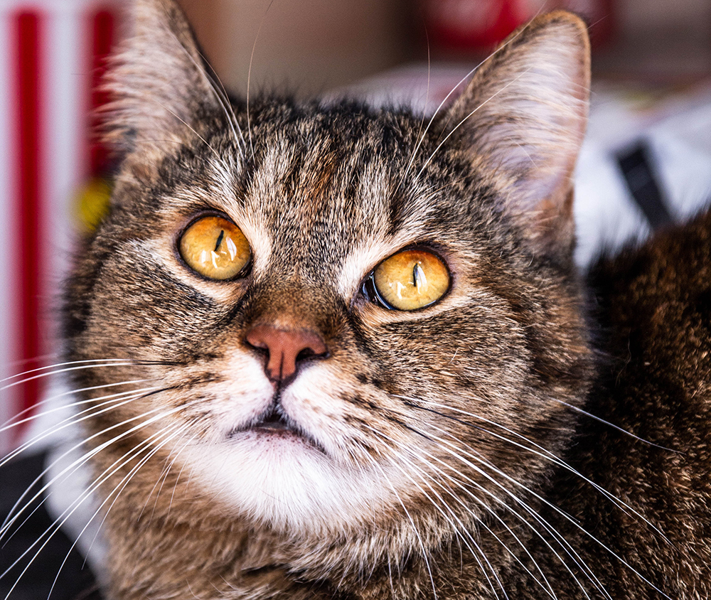 Miért van a cirmos macskák homlokán egy “M” betű?