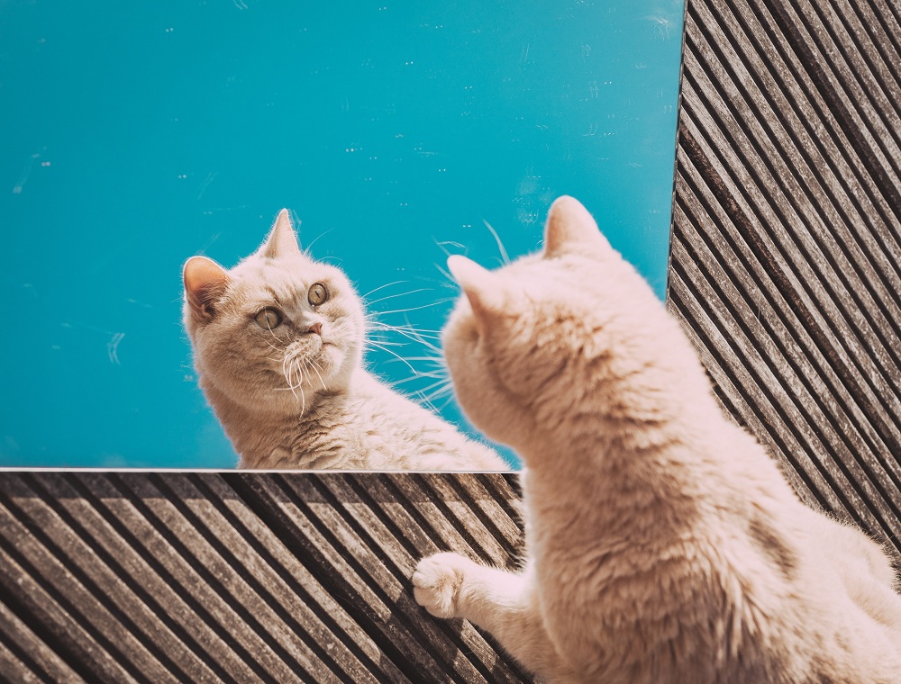 10 hazugság a macskákról, amit sokan elhisznek