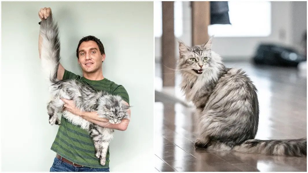 A világ leghosszabb farkú macskája – Tippelj, hány centi!