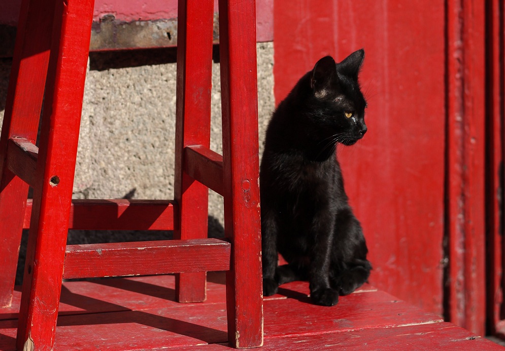 6 szórkoztató tény a fekete macskákról