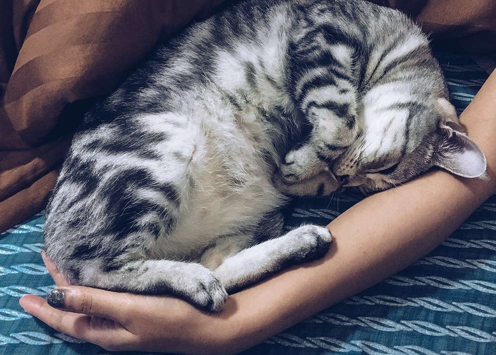 Hogyan választják ki a macskák, hogy hol és kivel aludjanak?