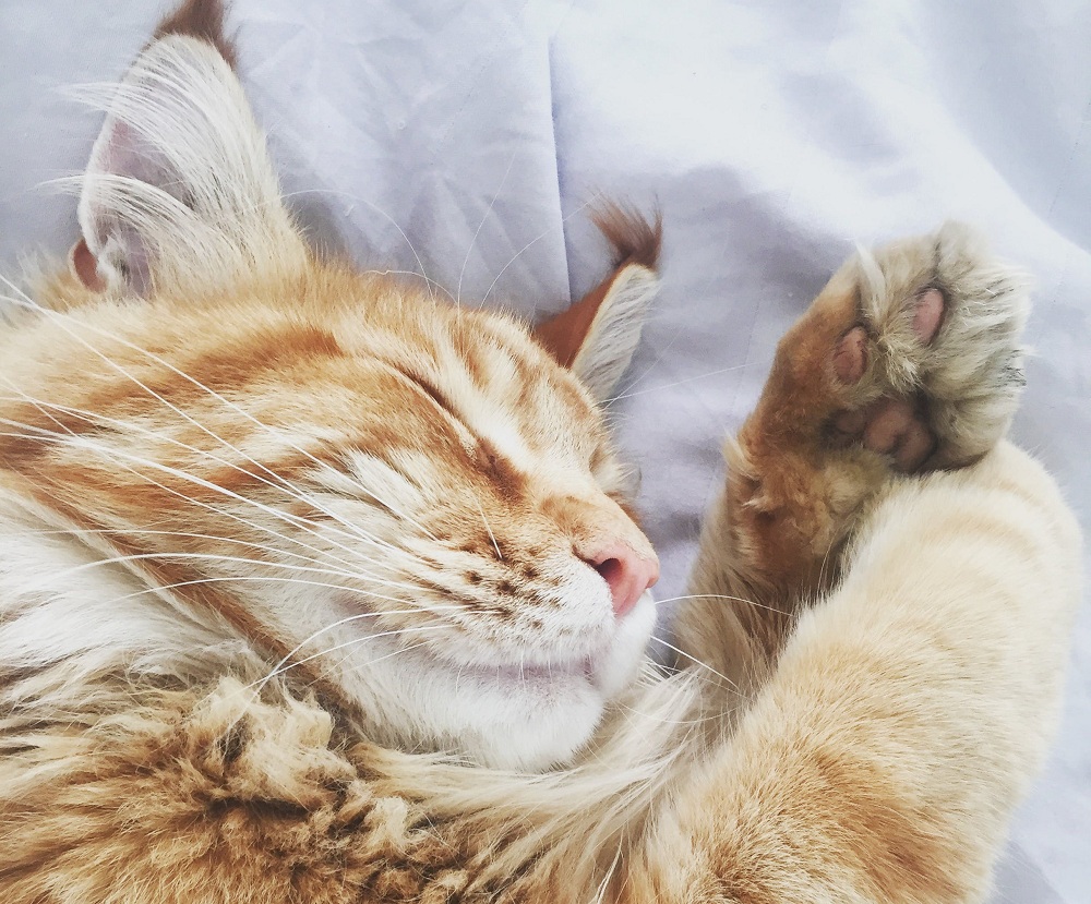 10 érdekes tény a macskák alvási szokásairól